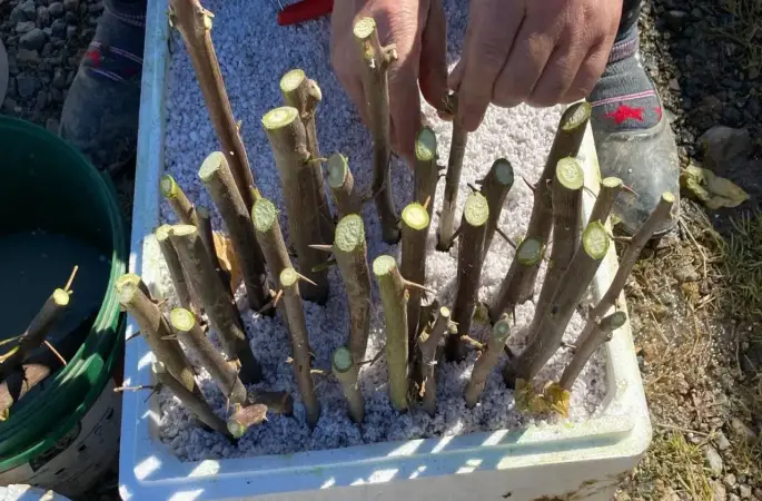 Ünye Ziraat Odası’ndan Fidan Üretimine Devam