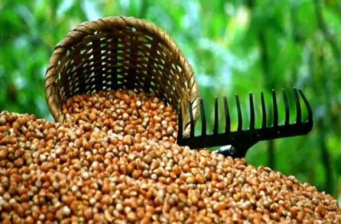 Ünye'de Fındık Hasadı