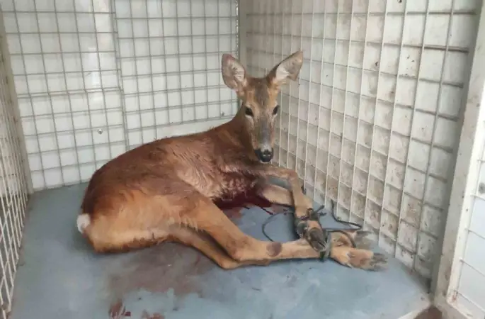 Ünye'de Yaralı Karaca Tedavi Altına Alındı