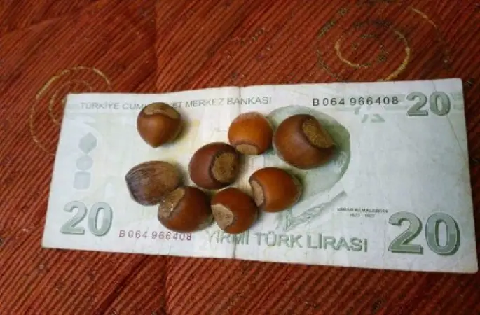 ÜRETİCİ FINDIĞI 20 LİRANIN ÜZERİNE ÇIKARDI