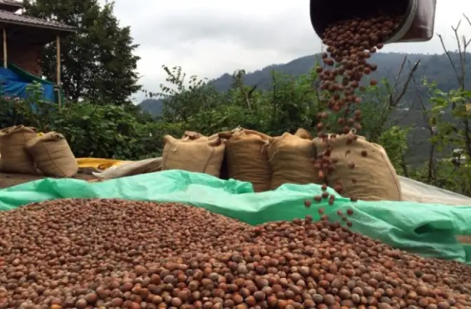 Üretici Fındığını Tüccara Veriyor