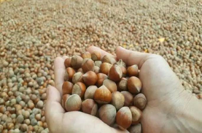 Üretici TMO'nun Fındık Alımına Başlamasını Bekliyor