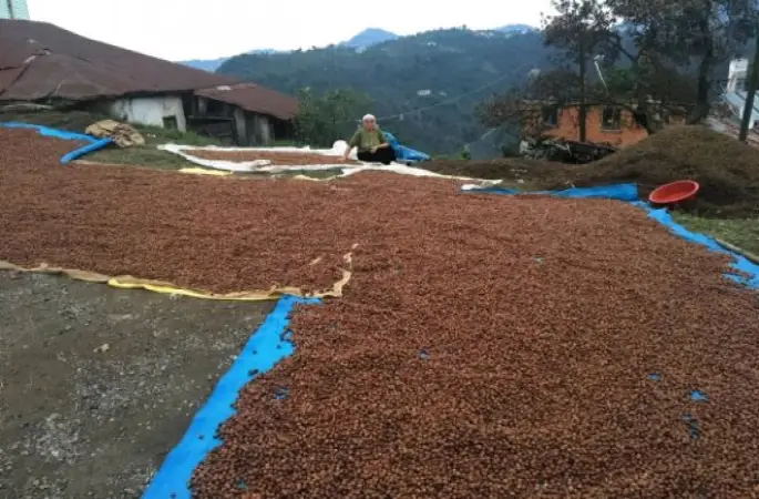 Üreticiler Harmanlarda