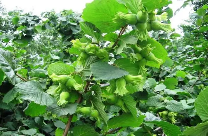 Ordu için fındık rekoltesi açıklandı