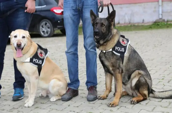 Vasil" ve "Cesi" Zehir Tacirlerine Göz Açtırmadı