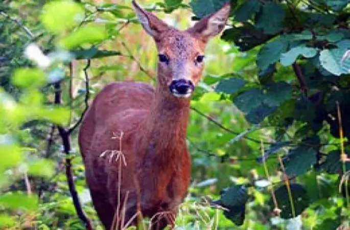 Vatandaşlara "Karaca Yavrusu" Uyarısı