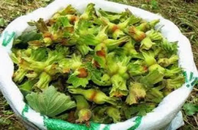 Fındık fiyatlarının düşük olması üreticiyi tatmin etmiyor