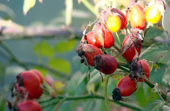 C vitamini zengini ’kuşburnuna’ yoğun ilgi