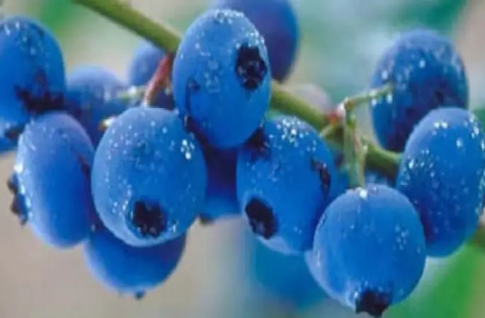 Fındığa alternatif -mavi yemiş- kazandırıyor