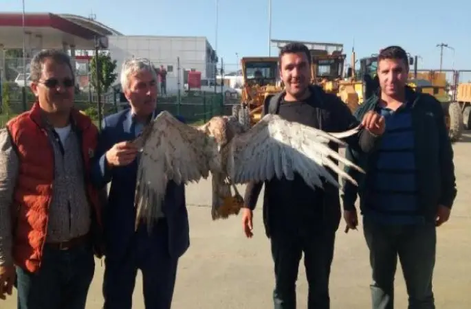 Yaralı Bulunan Kızıl Şahin Tedavi Ediliyor