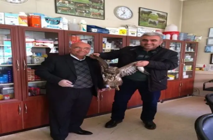 Yaralı Kartala Sahip Çıktı