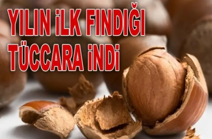 Yeni sezonun ilk fındığı pazara indi.