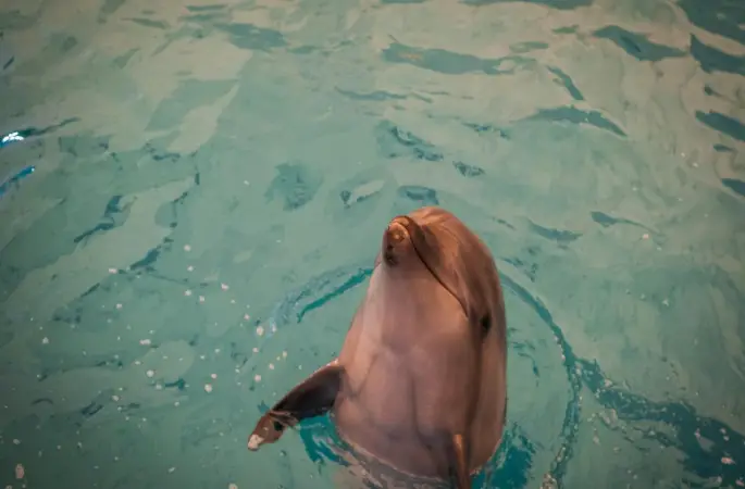 Yunus balıklarının nefesinde ilk defa mikroplastiğe rastlandı