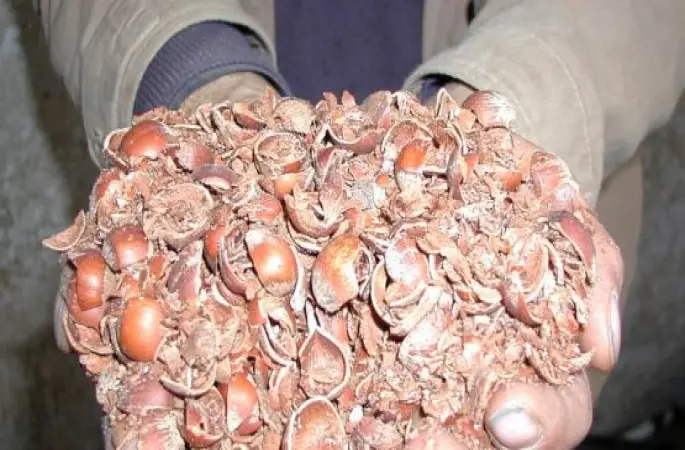 Fındık Kabuğu Fiyatı Katladı