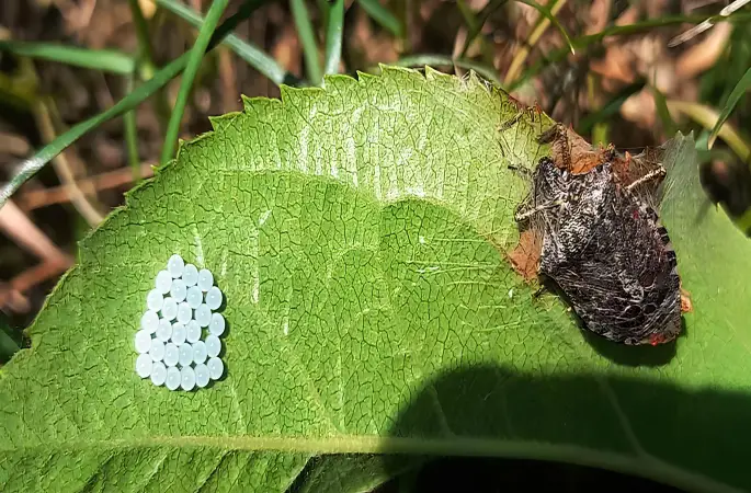 Zararlıya Karşı Geçici Mücadele İzni