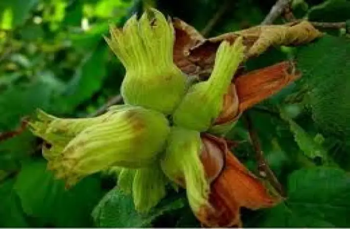 Fındıkta piyasa 6 liradan açılır