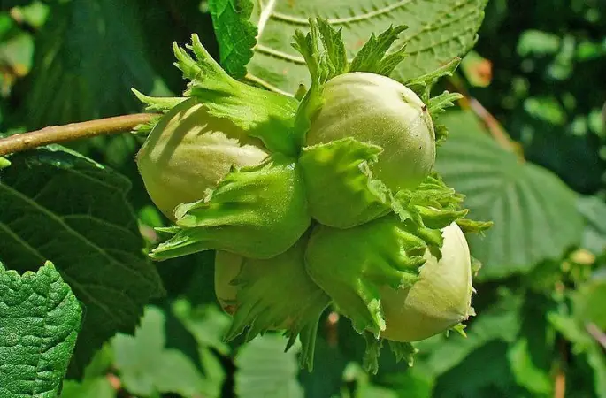 2013 yılı fındığı tezgaha indi